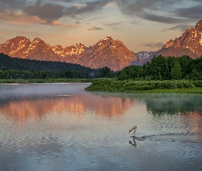Drzewa, Zielone, Park Narodowy Grand Teton, Góry, Lasy, Stany Zjednoczone, Rzeka, Stan Wyoming, Teton Range, Snake River, Pelikan