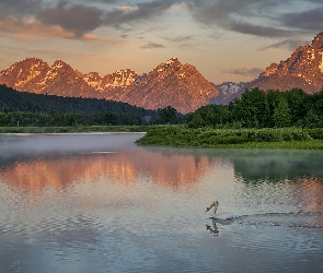 Drzewa, Teton Range, Stany Zjednoczone, Rzeka, Snake River, Park Narodowy Grand Teton, Góry, Stan Wyoming, Zielone, Lasy, Pelikan