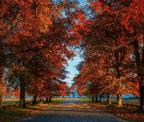 Drzewa, Jesień, Aleja, Ławki, Park