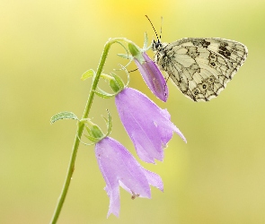 Kwiat, Polowiec szachownica, Motyl, Dzwonki