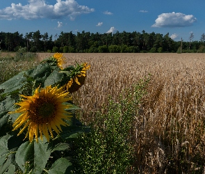 Drzewa, Słoneczniki, Pole, Zboże