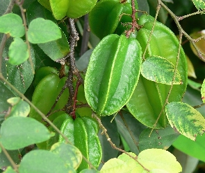Owoce, Karamboli, Zielone