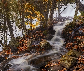 Kamienie, Drzewa, Stany Zjednoczone, Wodospad, Bond Falls, Michigan, Strumyk