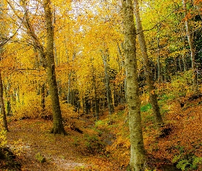 Las, Strumień, Krzewy, Drzewa, Jesień