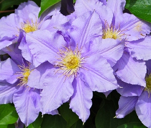 Kwiaty, Listki, Powojniki, Clematis