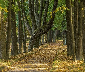 Jesień, Drzewa, Liście, Alejka, Opadłe, Droga