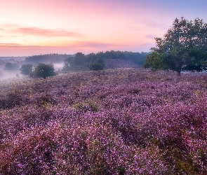 Wschód słońca, Mgła, Wrzosowisko, Drzewo, Prowincja Geldria, Poranek, Holandia, Park Narodowy Veluwezoom