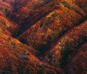 Góry, Drzewa, Jesień, Kolorowe, Lasy