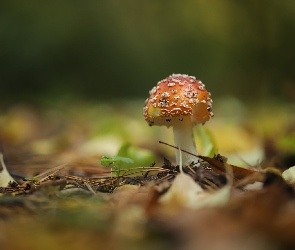 Muchomor czerwony, Liście, Kapelusz, Grzyb