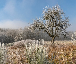 Drzewa, Rośliny, Trawa, Wzgórze, Mróz