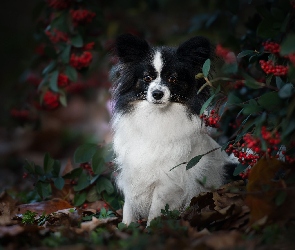 Krzew, Jagody, Spaniel kontynentalny miniaturowy Papillon