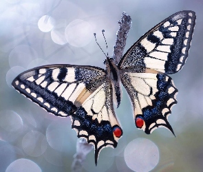 Makro, Rozmycie, Motyl, Paź królowej