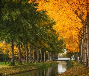 Rzeka, Jesień, Brzozy, Most, Drzewa