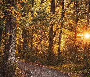 Droga, Promienie słońca, Jesień, Drzewa, Las