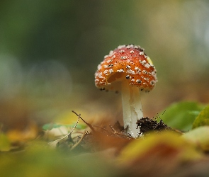 Grzyb, Liście, Muchomor czerwony