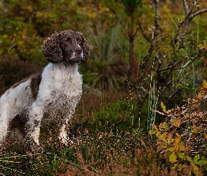 Pies, Jesień, Roślinność, Springer spaniel angielski