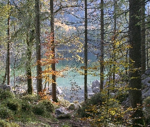 Skały, Jezioro Hintersee, Niemcy, Drzewa, Park Narodowy Berchtesgaden, Bawaria, Las