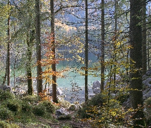 Bawaria, Park Narodowy Berchtesgaden, Skały, Niemcy, Drzewa, Jezioro Hintersee, Las