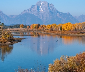 Park Narodowy Grand Teton, Stan Wyoming, Drzewa, Stany Zjednoczone, Jesień, Teton Range, Rzeka, Snake River, Góry