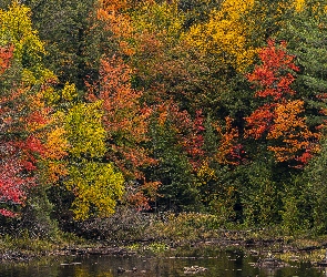Kolorowe, Jesień, Drzewa, Liście, Jesienne