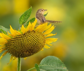 Słonecznik, Kwiat, Ptak, Prinia