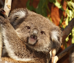 Miś, Gałęzie, Drzewo, Koala