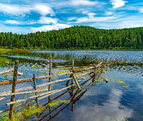 Jezioro, Płot, Wzgórza, Lasy, Zielone