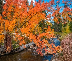 Rzeka, Jesień, Roślinność, Drzewa