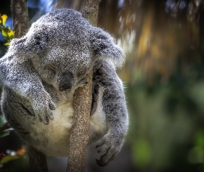 Sen, Gałąź, Miś, Koala