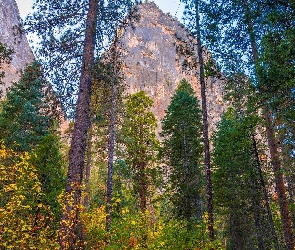 Park Narodowy Yosemite, Góry, Stany Zjednoczone, Sosny, Stan Kalifornia, Drzewa