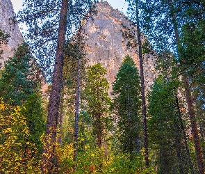 Stany Zjednoczone, Stan Kalifornia, Góry, Park Narodowy Yosemite, Drzewa, Sosny