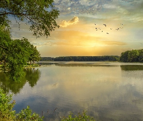 Jezioro, Wschód słońca, Chmury, Las, Ptaki, Drzewa