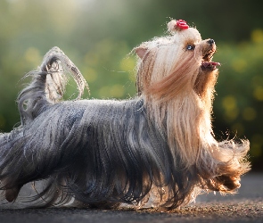 Kokardka, Grzywka, Pies, Yorkshire terrier