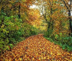 Jesień, Drzewa, Las, Liście, Droga