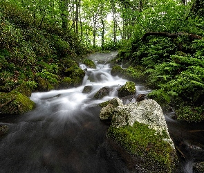 Strumień, Kamienie, Drzewa, Rzeka, Skała, Las, Paprocie