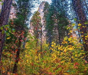 Park Narodowy Yosemite, Jesień, Stany Zjednoczone, Drzewa, Las, Stan Kalifornia, Góry