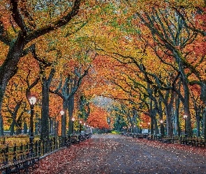 Drzewa, Nowy Jork, Stany Zjednoczone, Jesień, Aleja, Latarnie, Ławki, Central Park