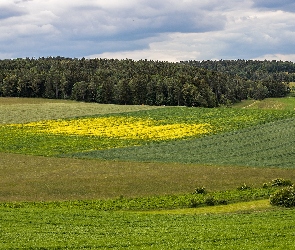 Pola, Lato, Drzewa, Lasy