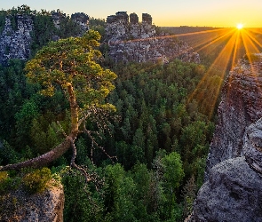 Promienie słońca, Park Narodowy Saskiej Szwajcarii, Skały, Niemcy, Góry Połabskie, Wschód słońca, Sosna