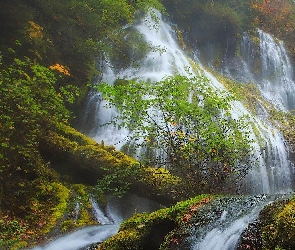 Panther Creek Falls, Drzewa, Wodospad, Skały, Stan Waszyngton, Omszone, Stany Zjednoczone, Rośliny