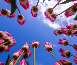 Chmury, Niebo, Kwiaty, Tulipany