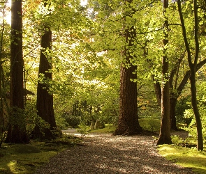 Park, Zielone, Słoneczne, Droga, Światło, Drzewa