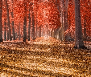 Park, Liście, Jesień, Czerwone, Słoneczny, Drzewa, Dzień, Droga