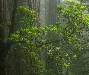Mgła, Różanecznik, Sekwoje, Drzewa, Las