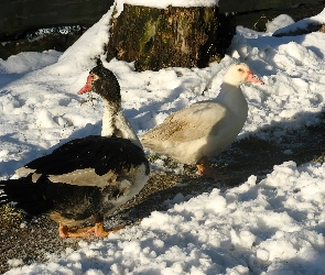 Kaczki, Śnieg