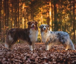 Liście, Owczarki australijskie, Las, Jesień, Dwa, Psy