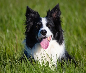 Pies, Trawa, Zielona, Border collie