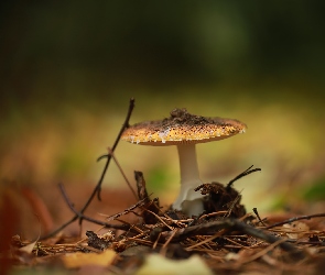 Igliwie, Gałązka, Muchomor, Grzyb