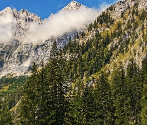 Mgła, Drzewa, Góry, Zielone
