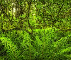 Las, Paprocie, Oplątwa brodaczkowa, Gałęzie, Mech hiszpański, Drzewa